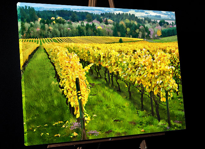 Cooper Mountain Vineyard Grapes in colorful Fall - Beaverton Oregon