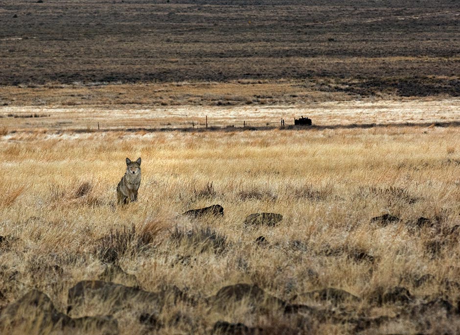 Coyotes stalk antelope in Hart Mountain National Antelope Refuge