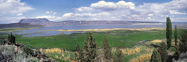 Oregon Basin Range panorama; Freshwater Crump Lake by Adel; egret, migratory ducks picture off Adel-Plush Highway for framed photo or canvas