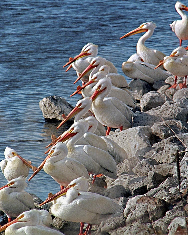 Pelicans on Klamath Lake - Oregon Basin Range