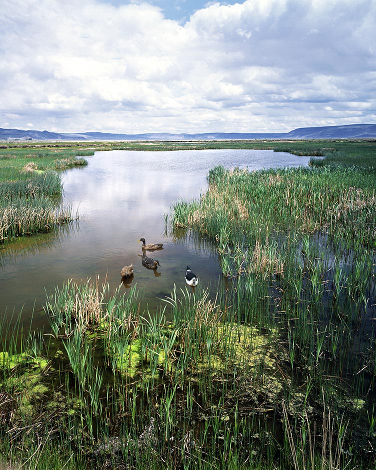 Summer Lake of Oregon's Basin Range-700 ac of marshes and seasonal wetlands