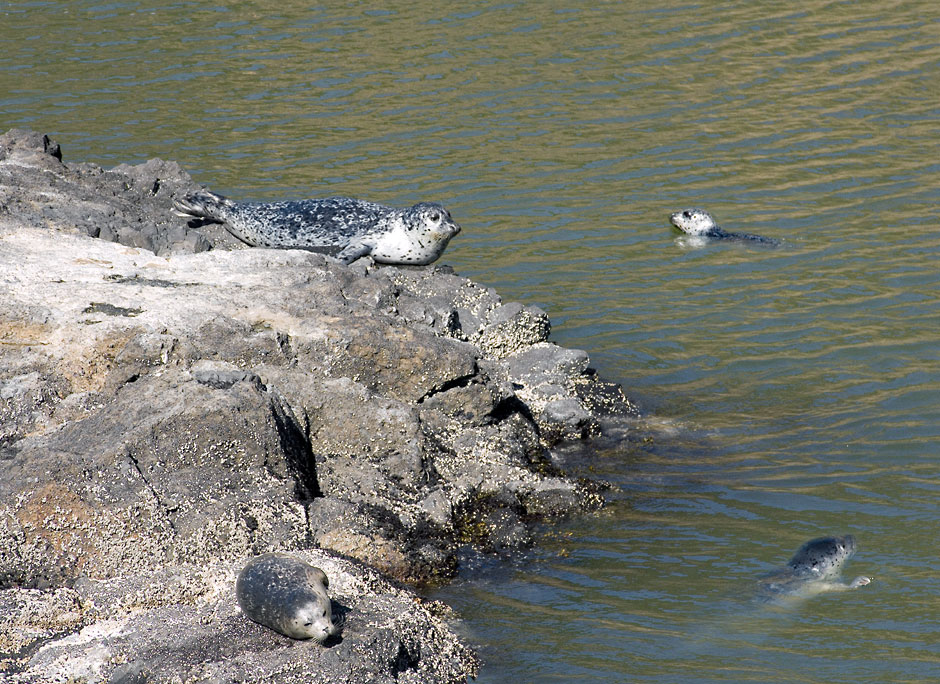 Seals swim in the Tide Pools of Yaquina Head Outstanding Natural Area