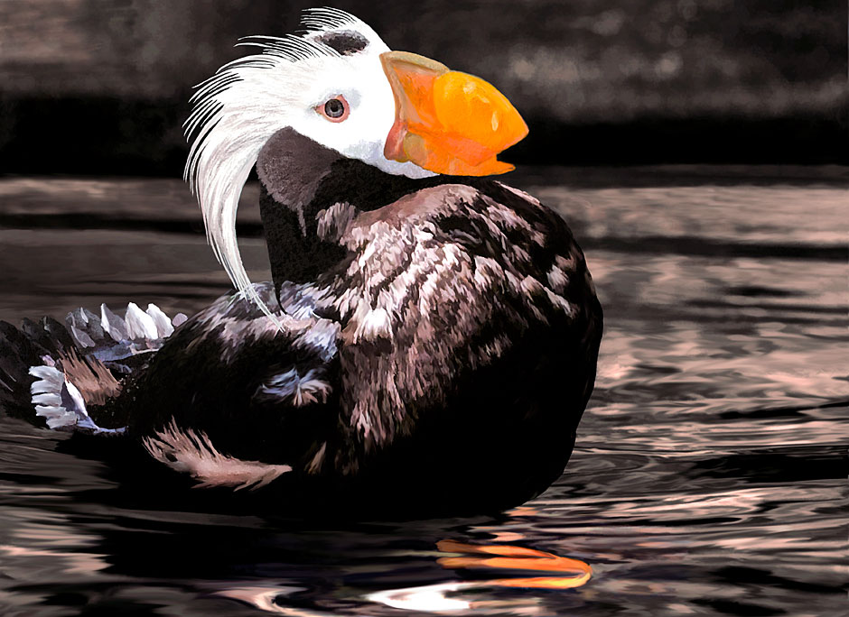 Buy this Painting of an Oregon Tufted Puffin