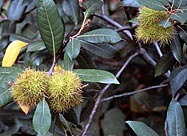 Forest Chinquapins