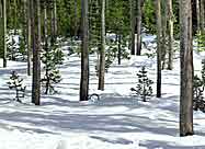 National Forests of Oregon-Fir Trees in  Snow