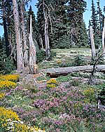 Wildflowers in the Mt Hood National Forest