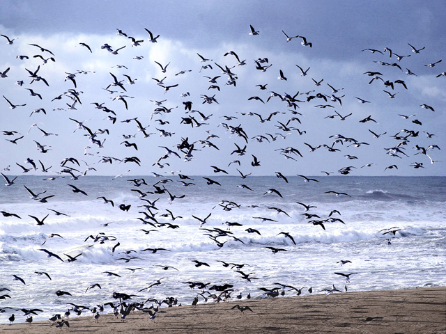 Oregon Coast photo, Pacific Ocean, birds in flight