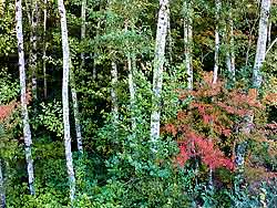 Alder trees and Vine Maple in the Coast Range near McGuire Reservoir