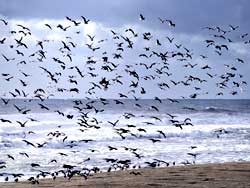 Birds take flight on Oregon Beach