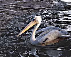Pelican, Ocean bird