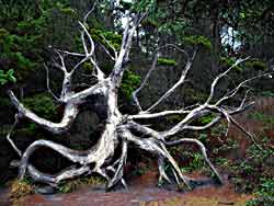 Roots of the Sitka Spruce tree