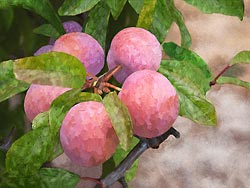Five Red Plums Painting