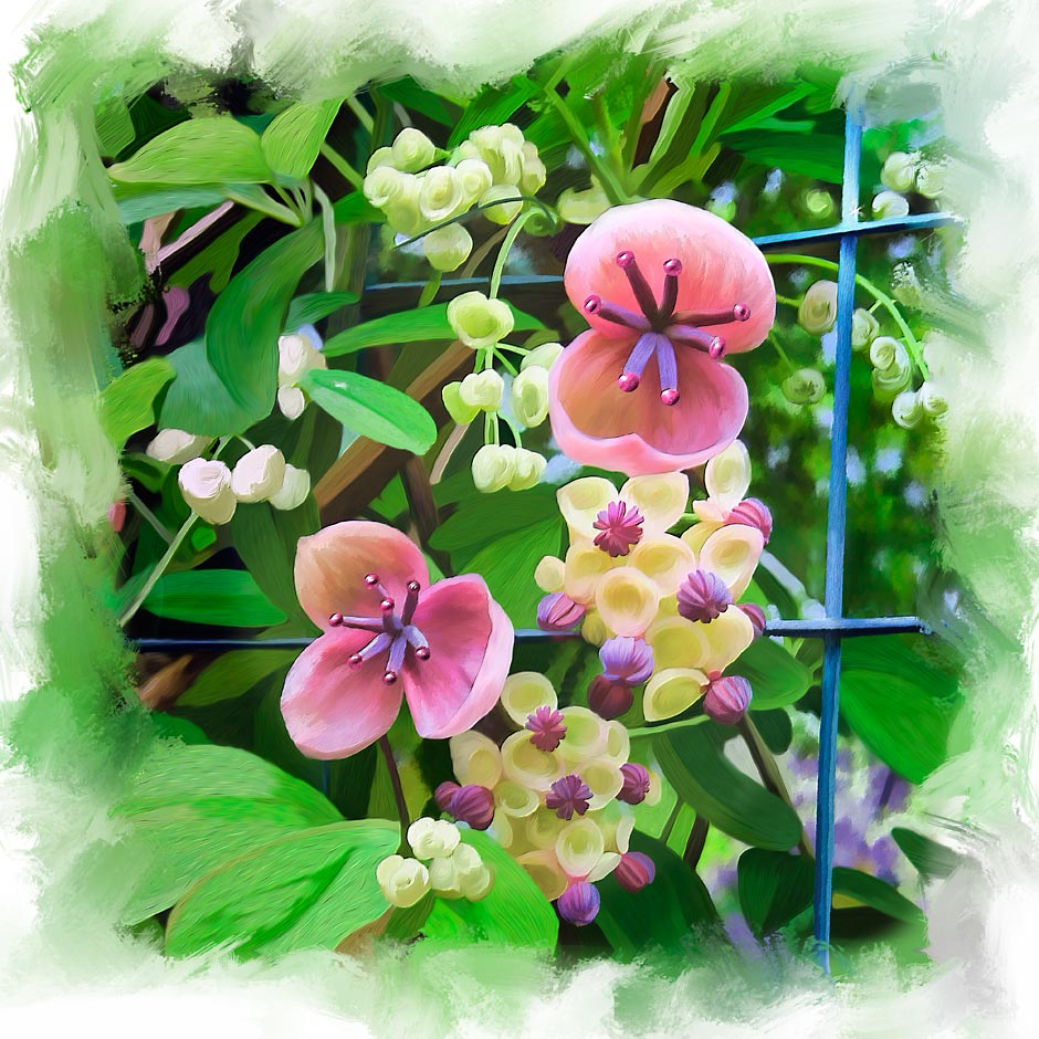 Akebia quinata Chocolate Vine and blossoms Painting