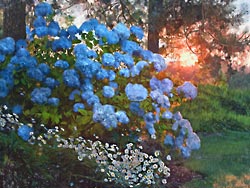 Many blue hydrangea blossoms as the sun comes up