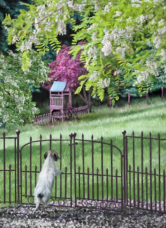 Wire Haired Dachshund at Patio Fence with Black Locust Blossoms painting