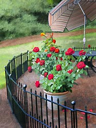 Spa Patio Fence, Red Roses and umbrella