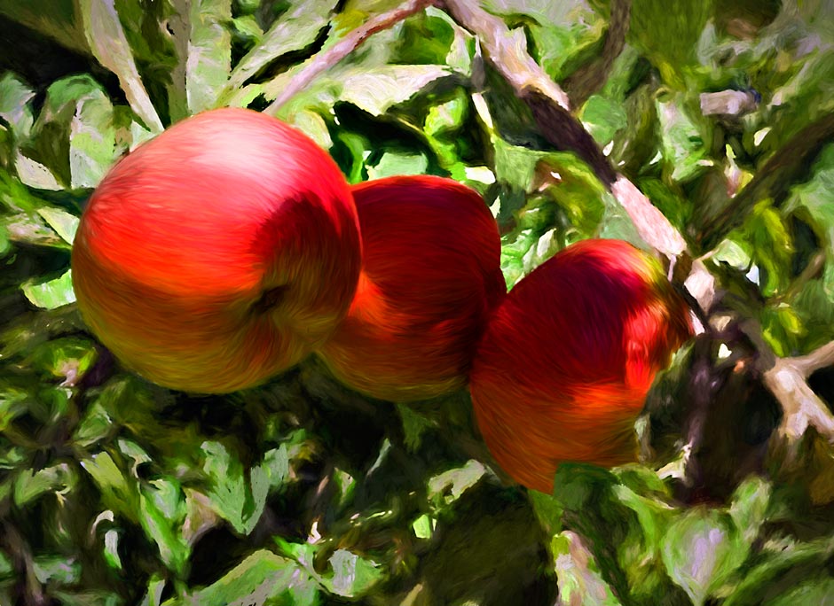Painting of Three Melrose Apples