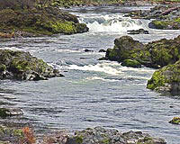 Twists and turns in the Umpqua river