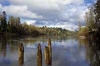 Pilings on the Willamette River