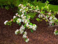 Painterly image of Apple Blossoms, Oregon