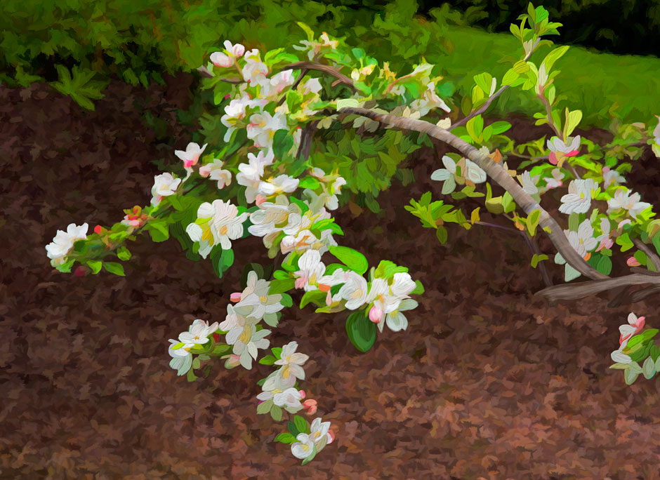 Buy this Painterly image of Apple Blossoms, Oregon