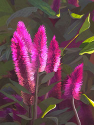 Painterly image of Celosia in the Sunlight, Oregon