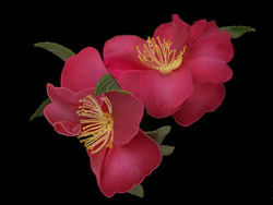 Painterly image of Deep Pink Camellia, Oregon