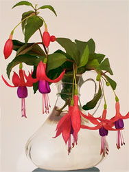 Painterly image of Fuchsia in a Vase, Oregon