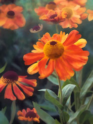 Painterly image of Orange Gaillardia, Oregon