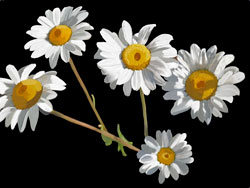 Painterly image of Painted White Daisies, Oregon