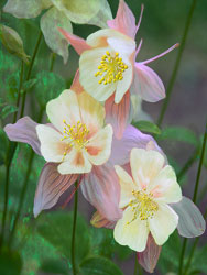 Painterly image of Pink Columbine, Oregon