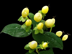 Painterly image of Saint John's Wort, Oregon