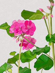 Painterly image of Siobhan's Geranium, Oregon