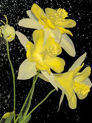 Painterly image of Yellow Columbine, Oregon