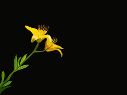 Painterly image of Yellow Lily, Oregon