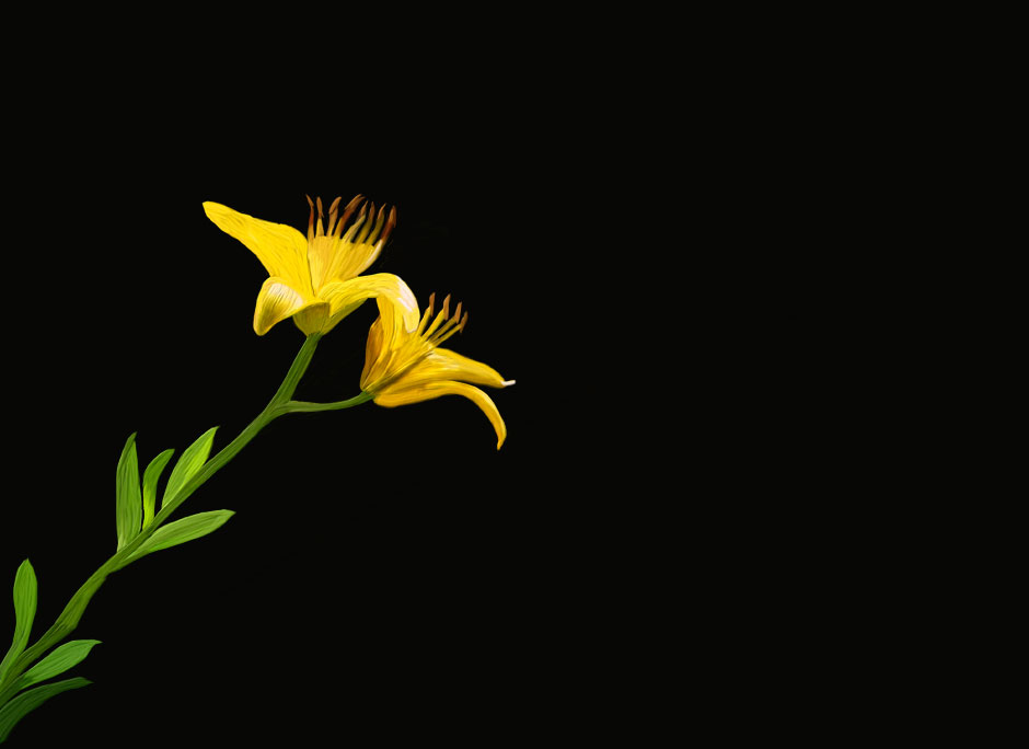 Buy this Painterly image of Yellow Lily, Oregon