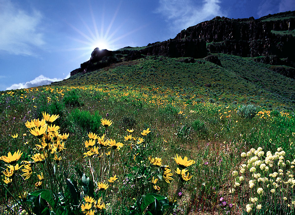 Balsam flowers, entrance to canyon leading to Owyhee Dam