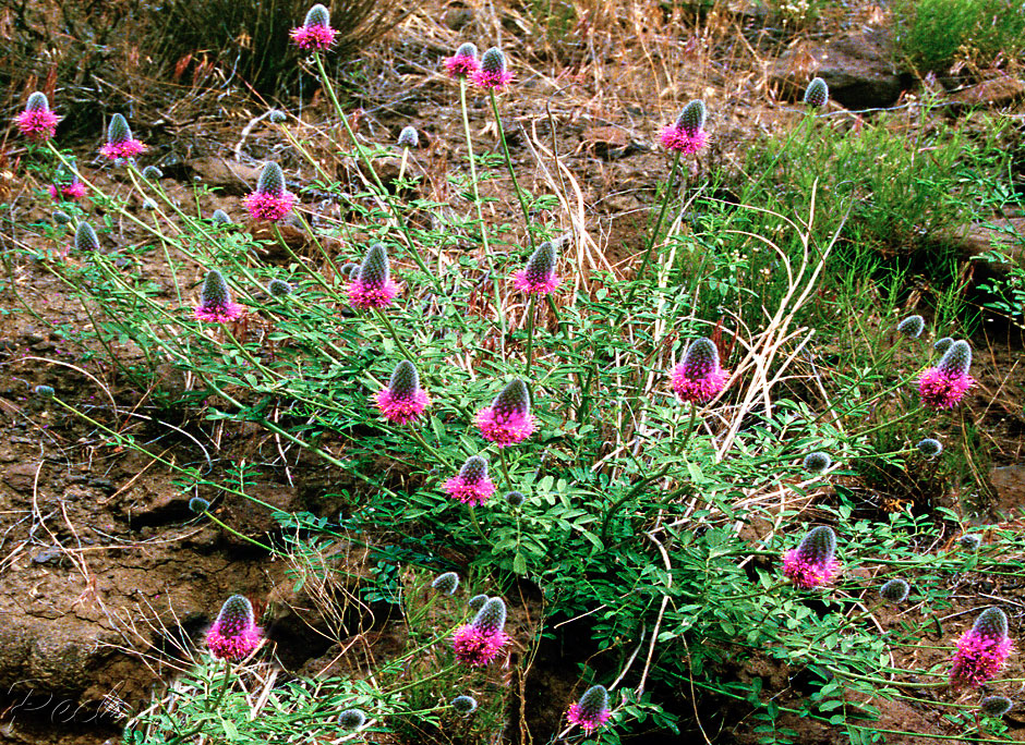Eastern Oregon purple flower; Western Prairie Clover