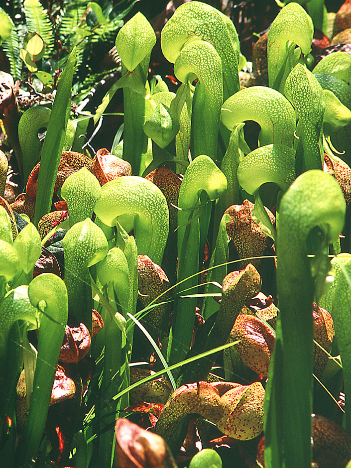 Darlingtonia or Pitcher Plant or cobra lily just north of Florence