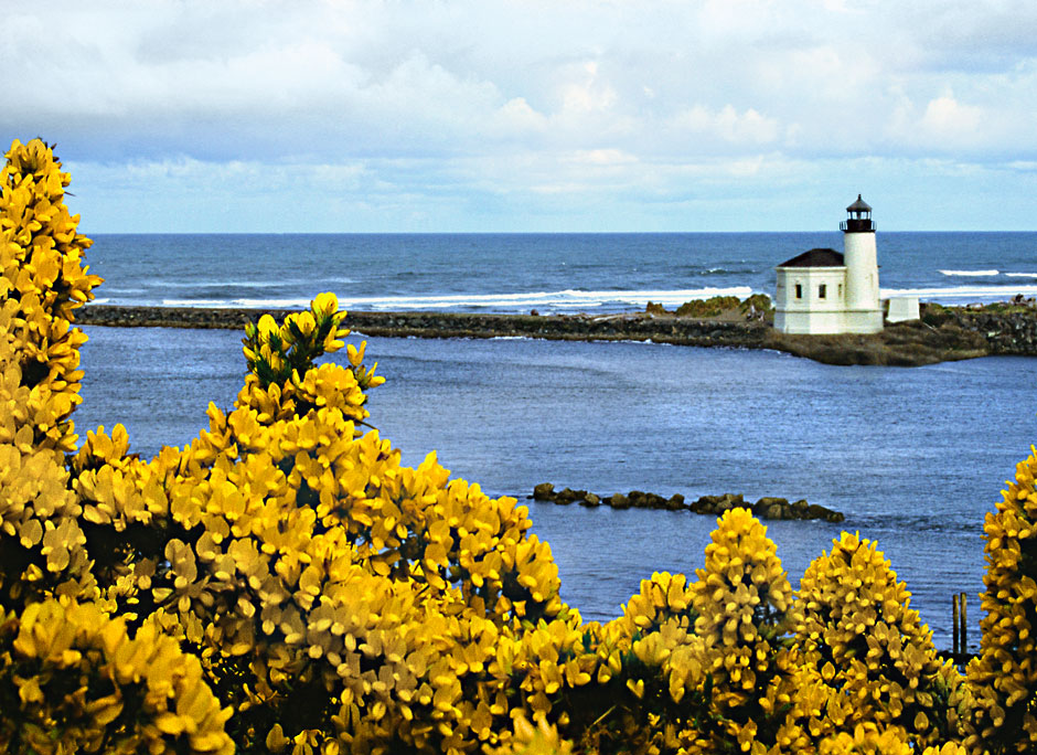 Gorse - Coquille River Lighthouse- Bandon Lighthouse