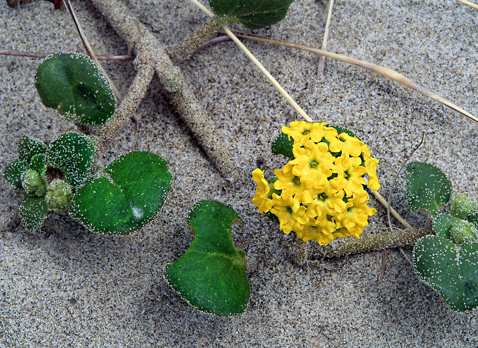 Sand Flower at Oregon Dunes National Recreation Area