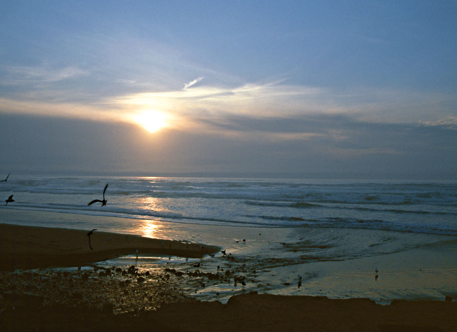 Oregon Coast sunset - Sea Birds at Tolovana south of Cannon Beach