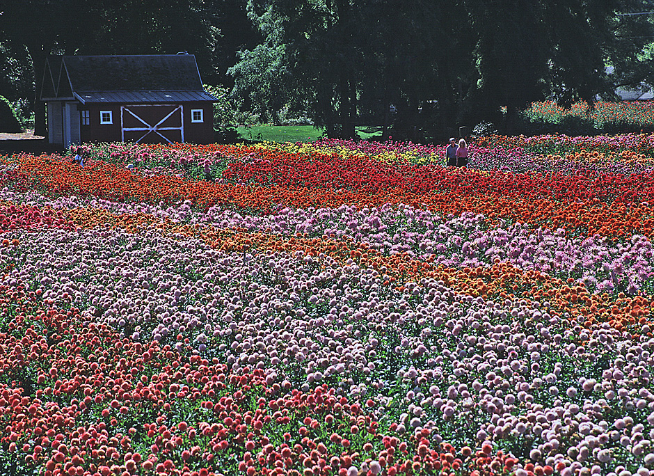 Swan Island Dahlia Farm Many Blossoms in Canby, Oregon