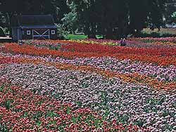 Field - Swan Island Dahlia Farm in Canby, Oregon