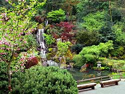 Japanese Garden, Coy Pond, waterfall, pond, fish