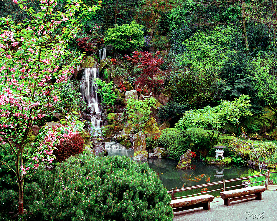 Japanese Garden, Coy Pond, Heavenly Falls, fish, Portland, OR