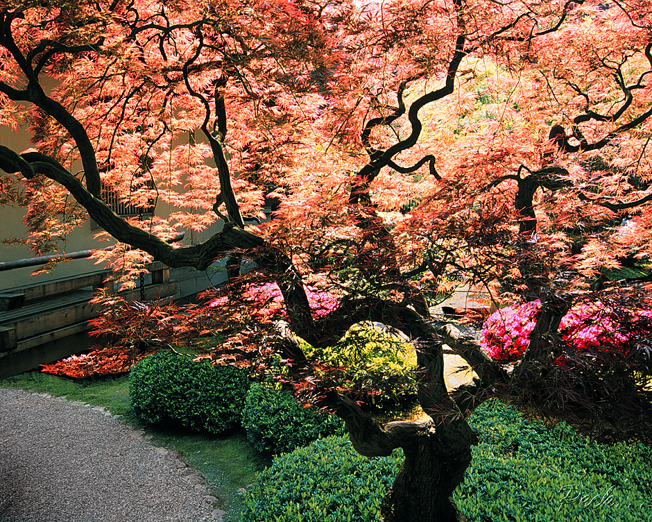 Japanese Maple tree, Japanese Garden, Portland, OR