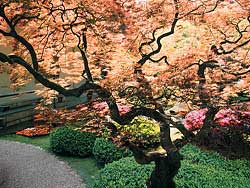 Japanese Maple tree, Japanese Garden