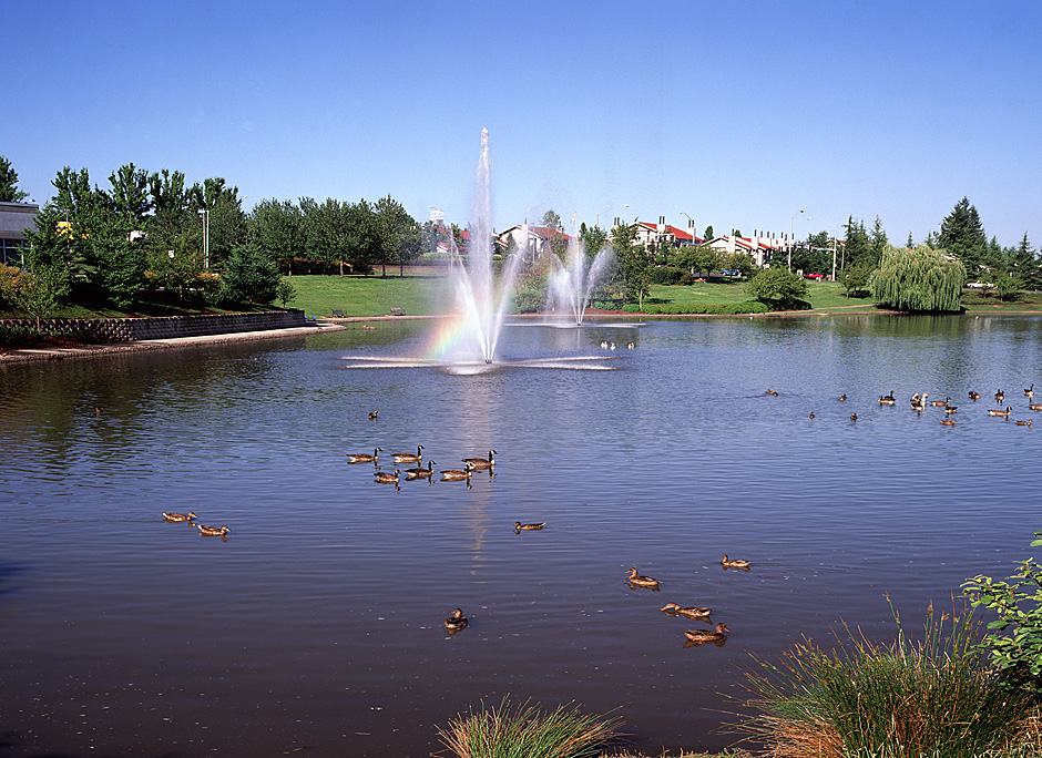 A Rainbow through the Murray Hill Fountain; ducks in volume!