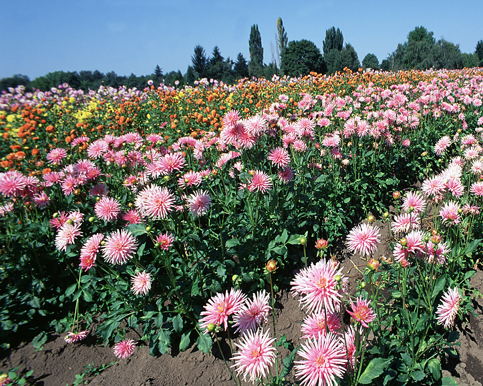 Swan Island Dahlia Farm Pink Blossoms in Canby, Oregon